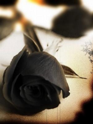 Black Rose.jpg Nature